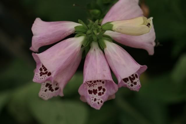 Flower 1-2
