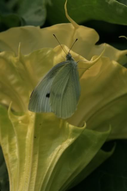 Butterfly 11