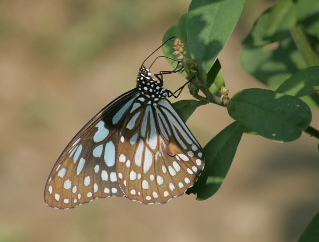 Blue Tiger 2