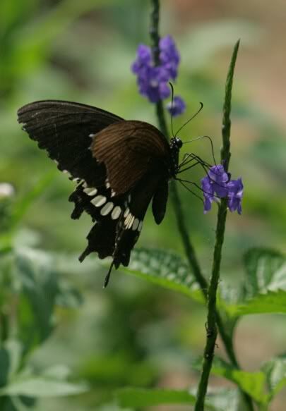 Common Mormon