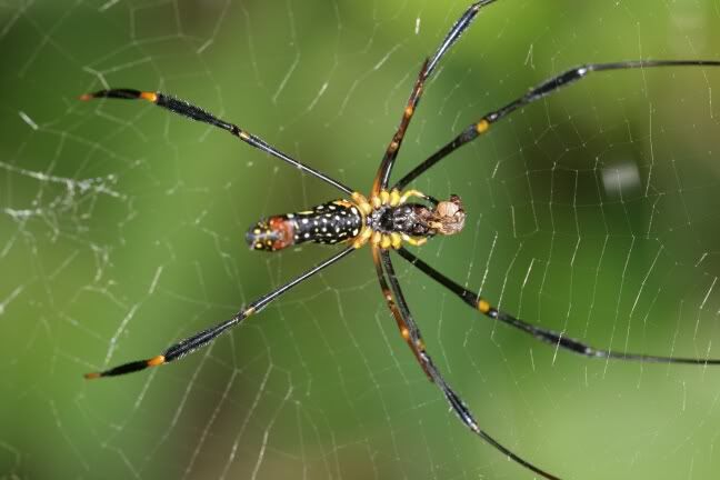 Spider 1