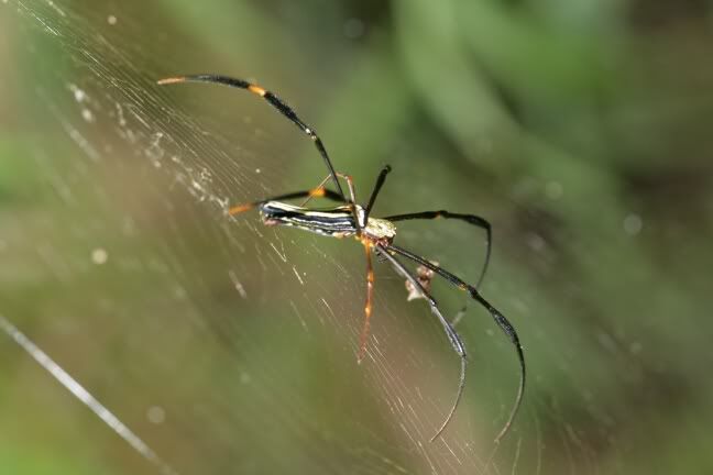 Spider 2