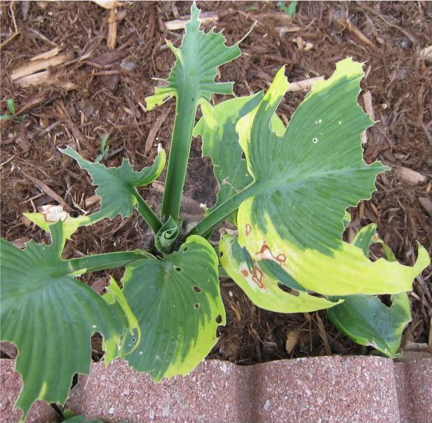 What Is Eating My Hostas Plant Leaves at Theresa Calloway blog