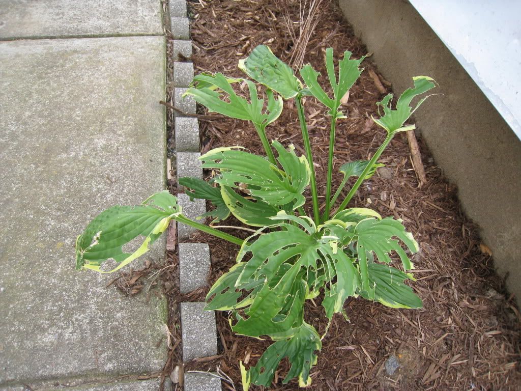 Disease or pests what's eating my hostas?
