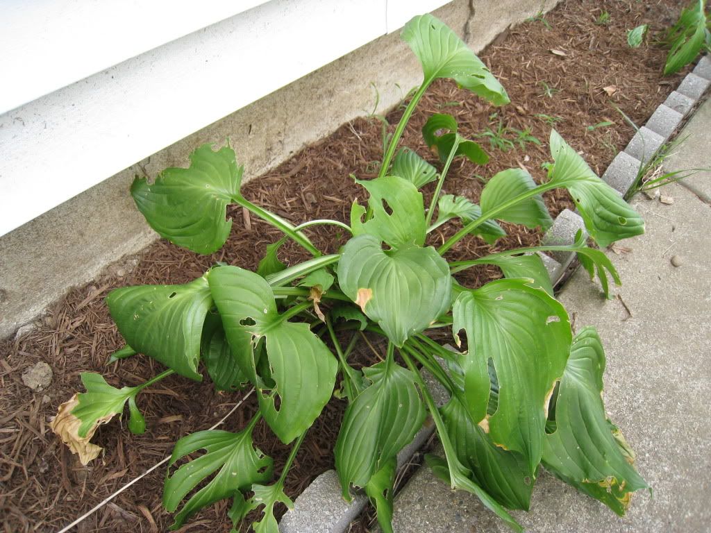 Disease or pests what's eating my hostas?