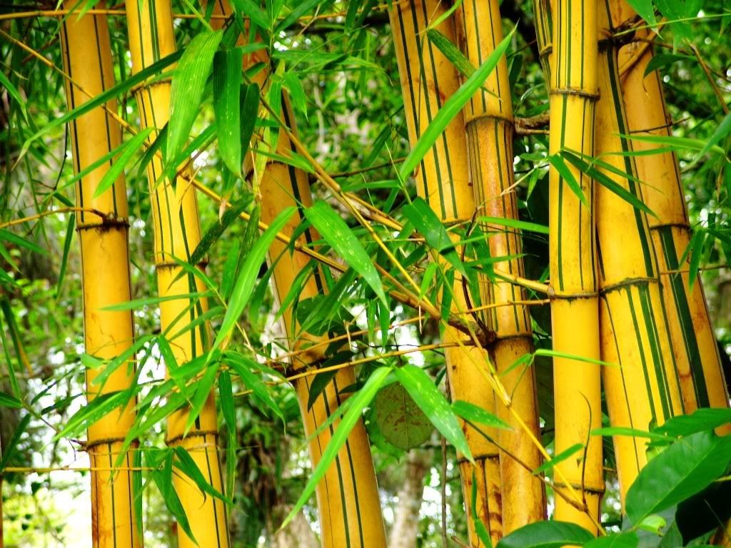 Bambu.jpg Photo by Zema_DarkGang | Photobucket