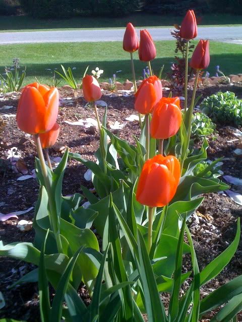 tulip in front home garden