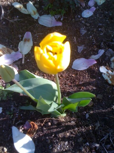 tulip front garden 4