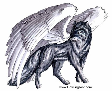 Winged Wolf Sketches