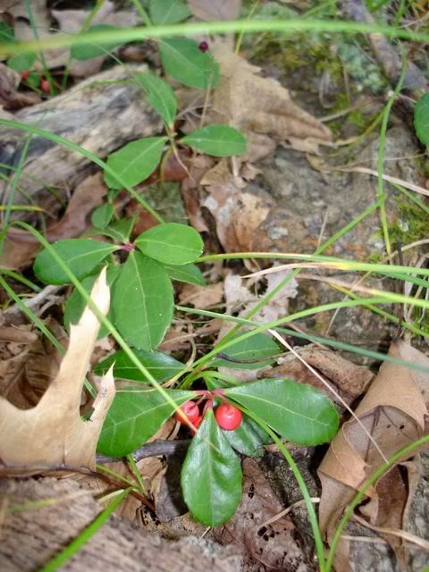 Wintergreen Pictures, Images and Photos