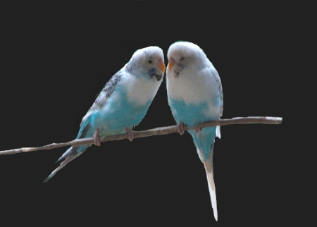 love animated photo: Love Birds llllisa0095.gif