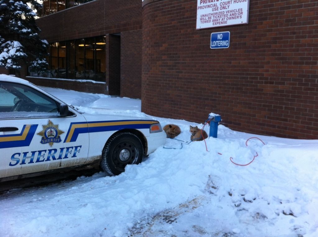 Can a Fox be domesticated? Page 2