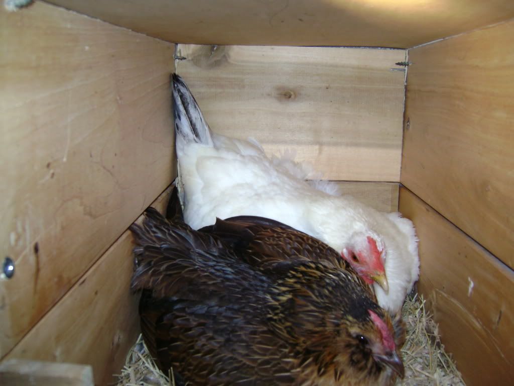 Two Broody hens sitting on the same nest BackYard Chickens Learn