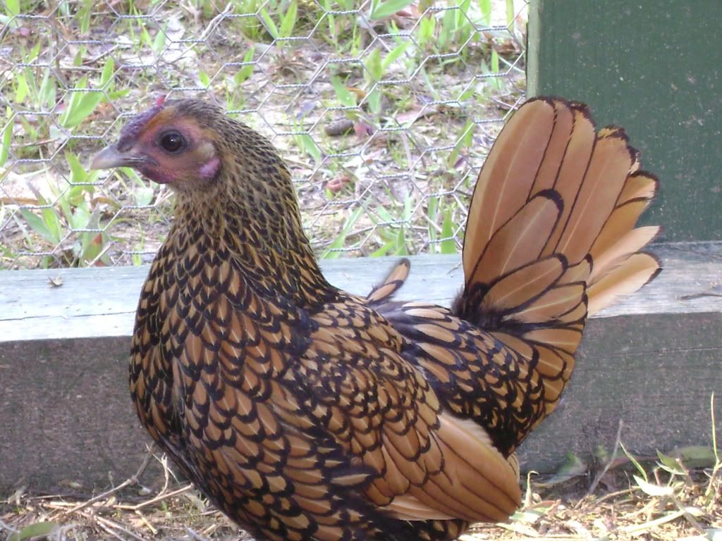 Golden Sebright Bantam Hen Photo by RHewitt Photobucket