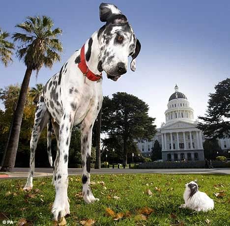 [Image: worlds_tallest_shortest_dog.jpg]