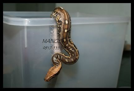 marble blood python