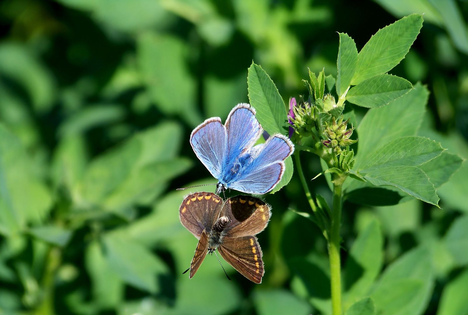 Butterflies Courting Pictures, Images and Photos